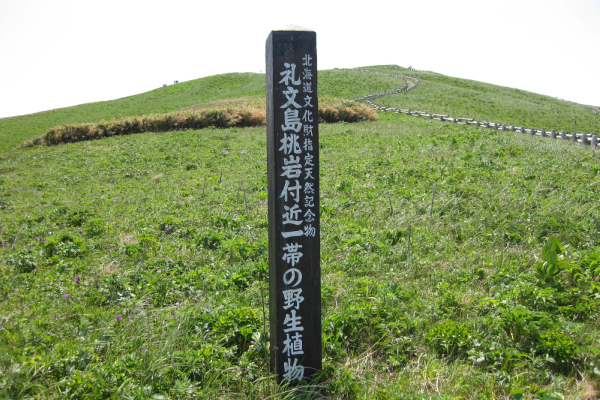 北海道指定天然記念物【礼文島桃岩付近一帯の野生植物】